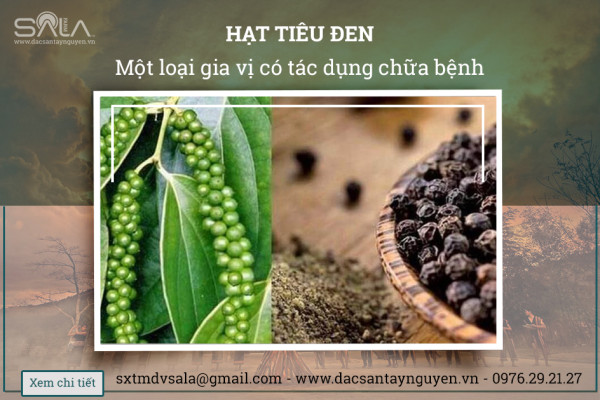 Công dụng trị bệnh của hạt tiêu đen