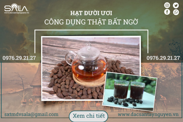 Hạt đười ươi bay và công dụng