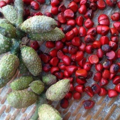 Hạt dỗi 100gr