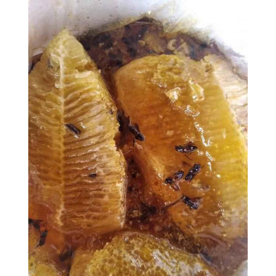 Tổ Ong Rừng