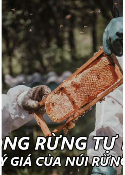 Mật ong ruồi rừng