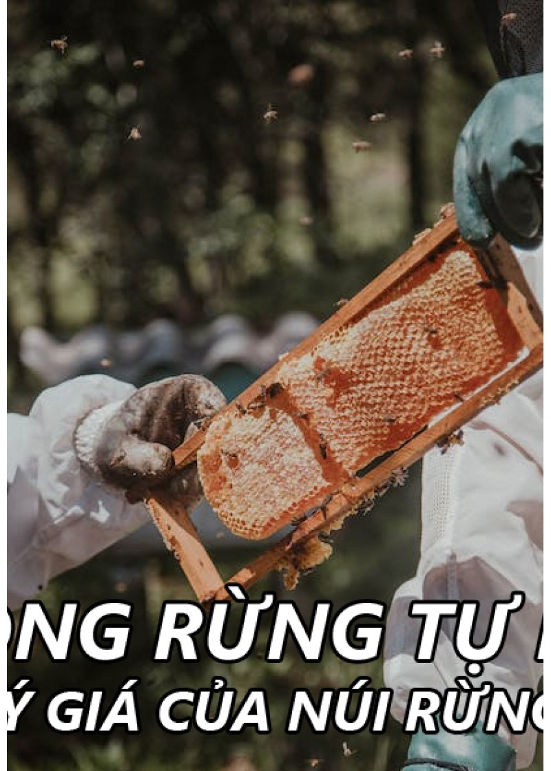 Mật ong ruồi rừng