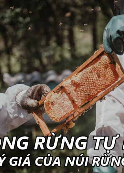 Mật ong ruồi rừng