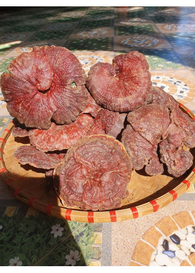Nấm Lim Xanh Loại Trung