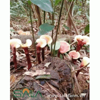 Nấm Lim Xanh Loại Nhỏ