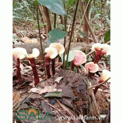 Nấm Lim Xanh Loại Nhỏ