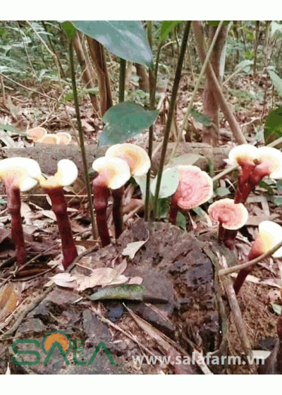 Nấm Lim Xanh Loại Nhỏ