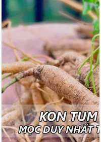 Sâm Dây Ngọc Linh Phơi Khô