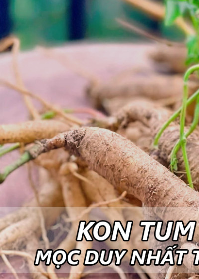 Sâm Dây Ngọc Linh Phơi Khô