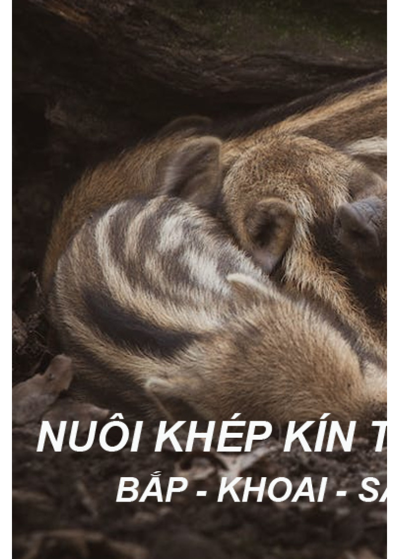 Thịt Đùi Heo Rừng