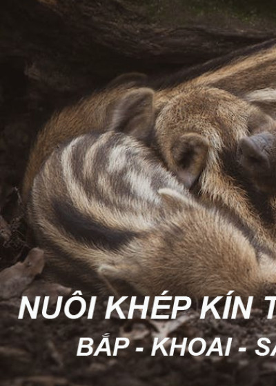 Thịt Đùi Heo Rừng