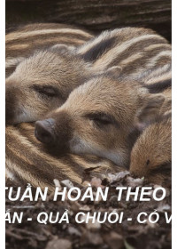Thịt sườn nguyên xương 