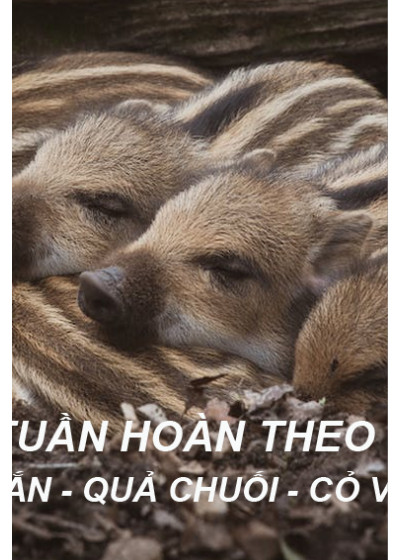 Thịt sườn nguyên xương 