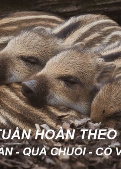 Thịt sườn nguyên xương 