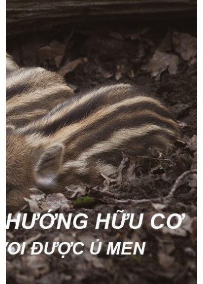 Nội Tạng Heo Rừng