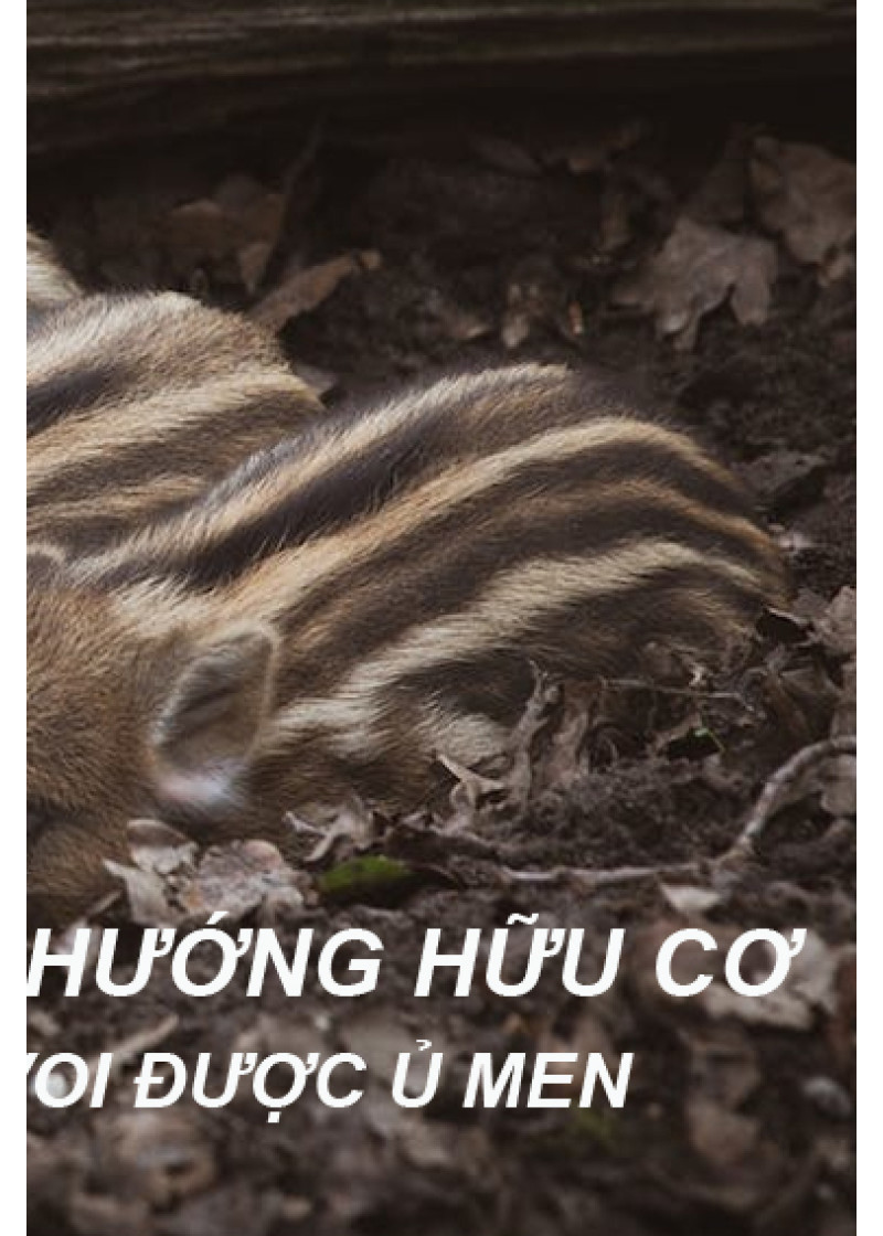 Nội Tạng Heo Rừng