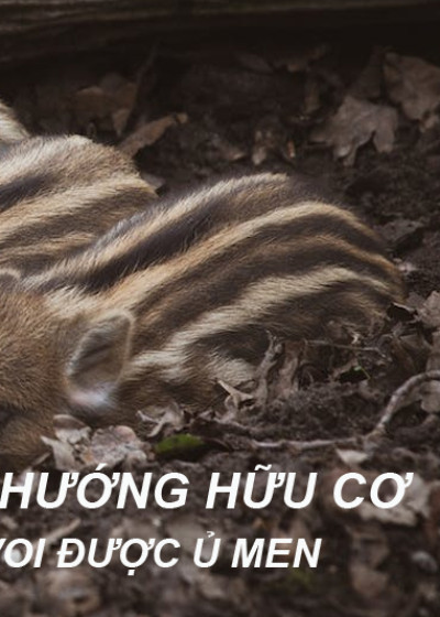 Nội Tạng Heo Rừng